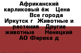 Африканский карликовый ёж › Цена ­ 6 000 - Все города, Иркутск г. Животные и растения » Другие животные   . Ненецкий АО,Фариха д.